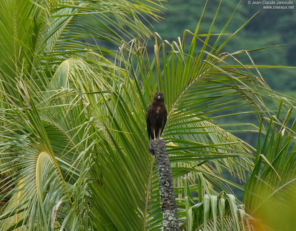 Swamp Harrieradult