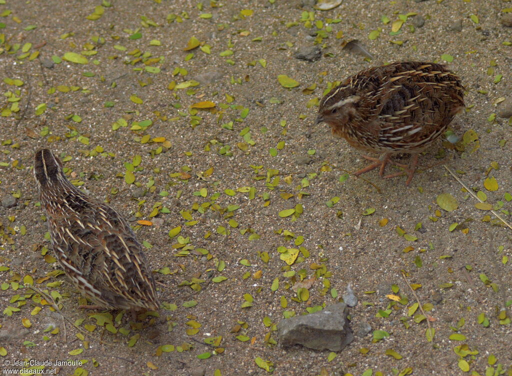 Common Quail