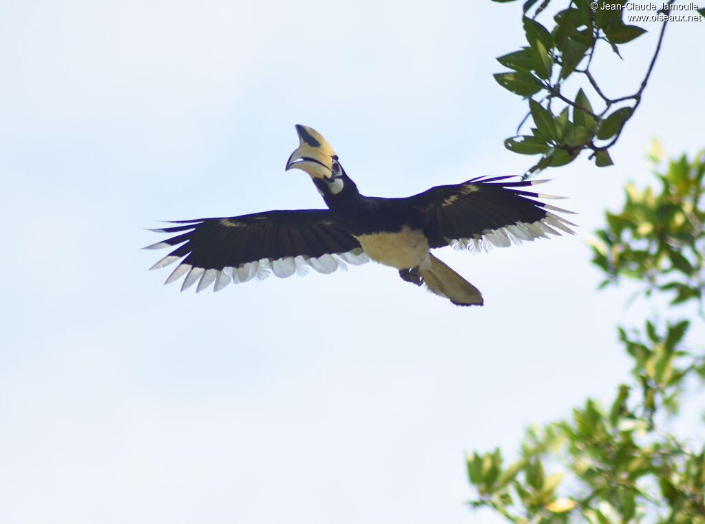 Oriental Pied Hornbill