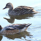 Canard de Chiloé