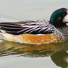 Canard de Chiloé