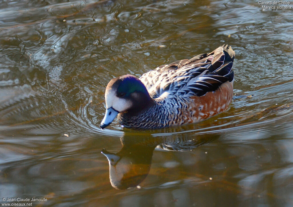Chiloe Wigeon male, Behaviour