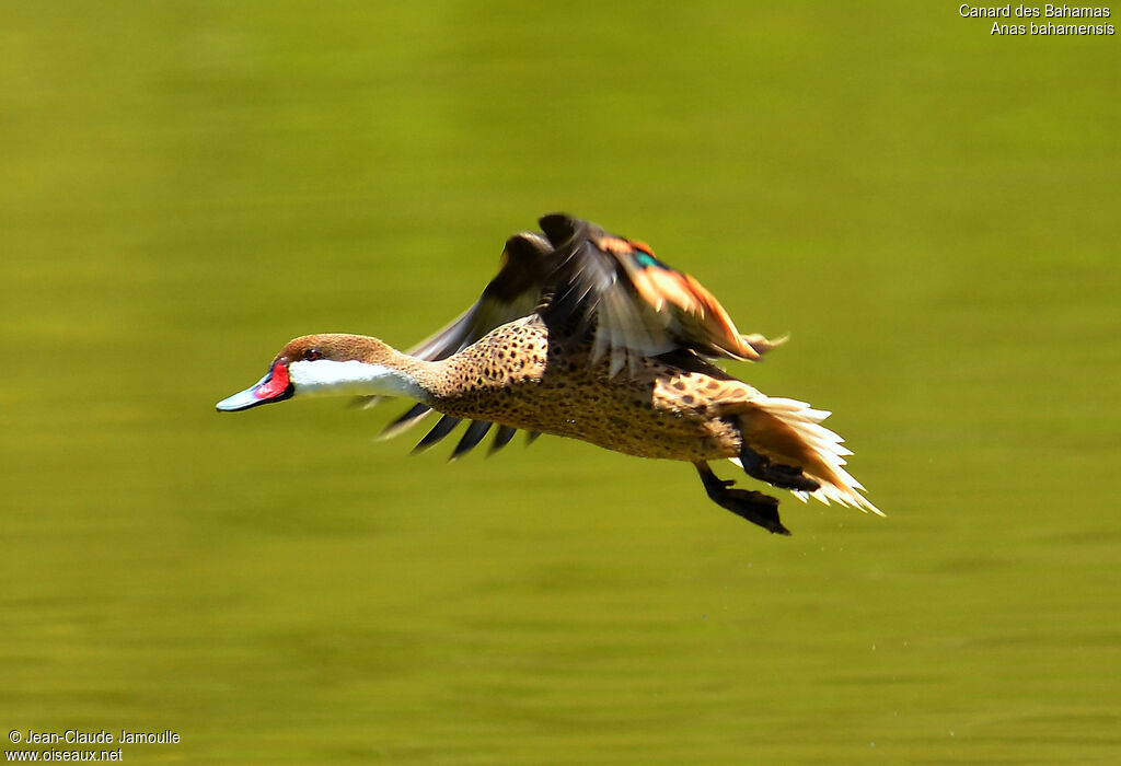 Canard des Bahamas, Vol