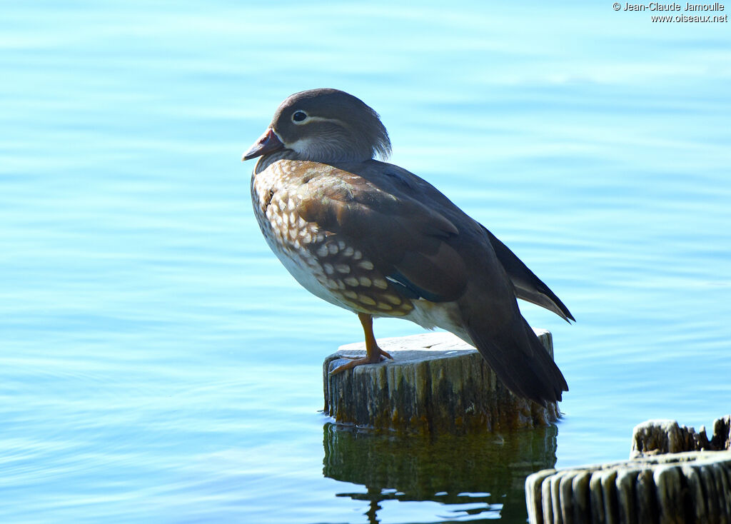 Mandarin Duck