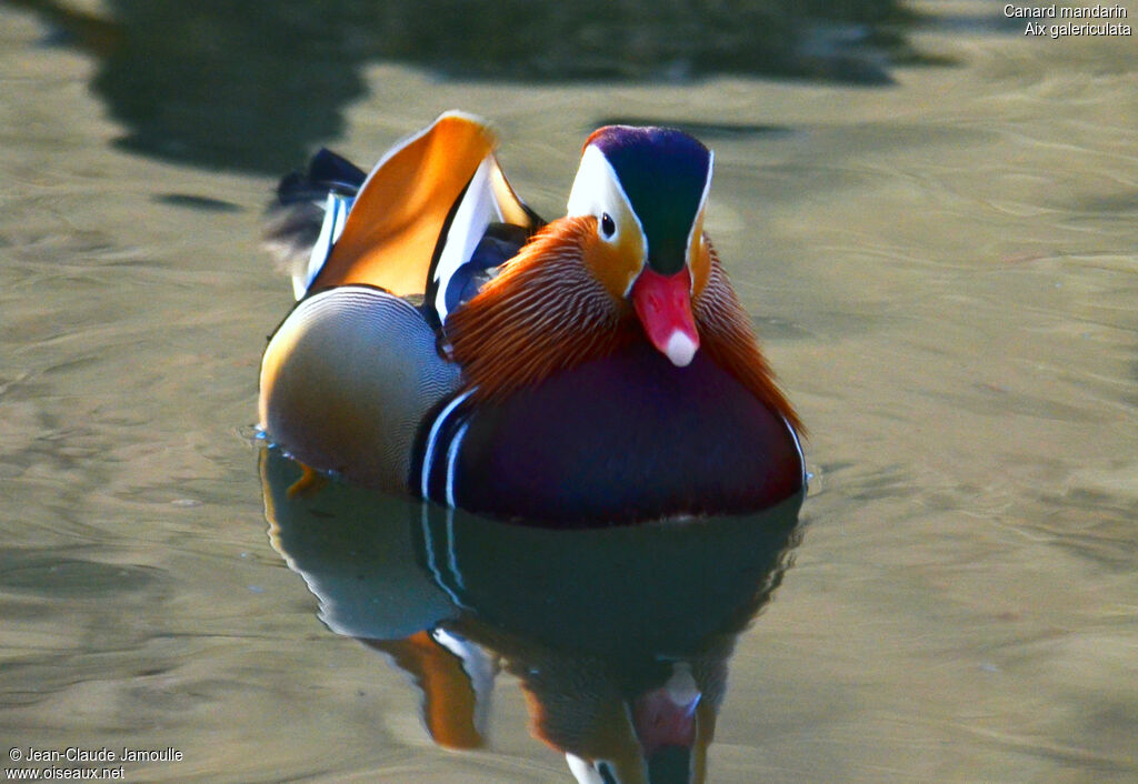 Mandarin Duck male adult, Behaviour