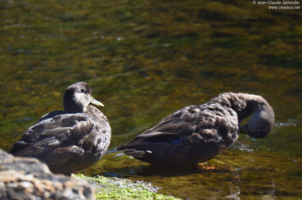 American Black Duckadult