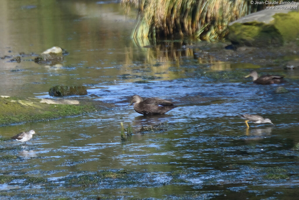 American Black Duck male adult