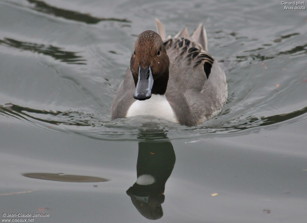 Canard pilet mâle adulte
