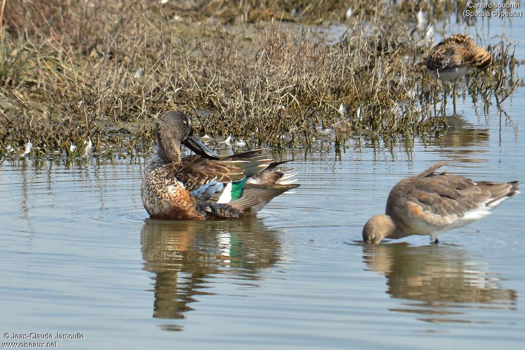Canard souchet mâle, Comportement