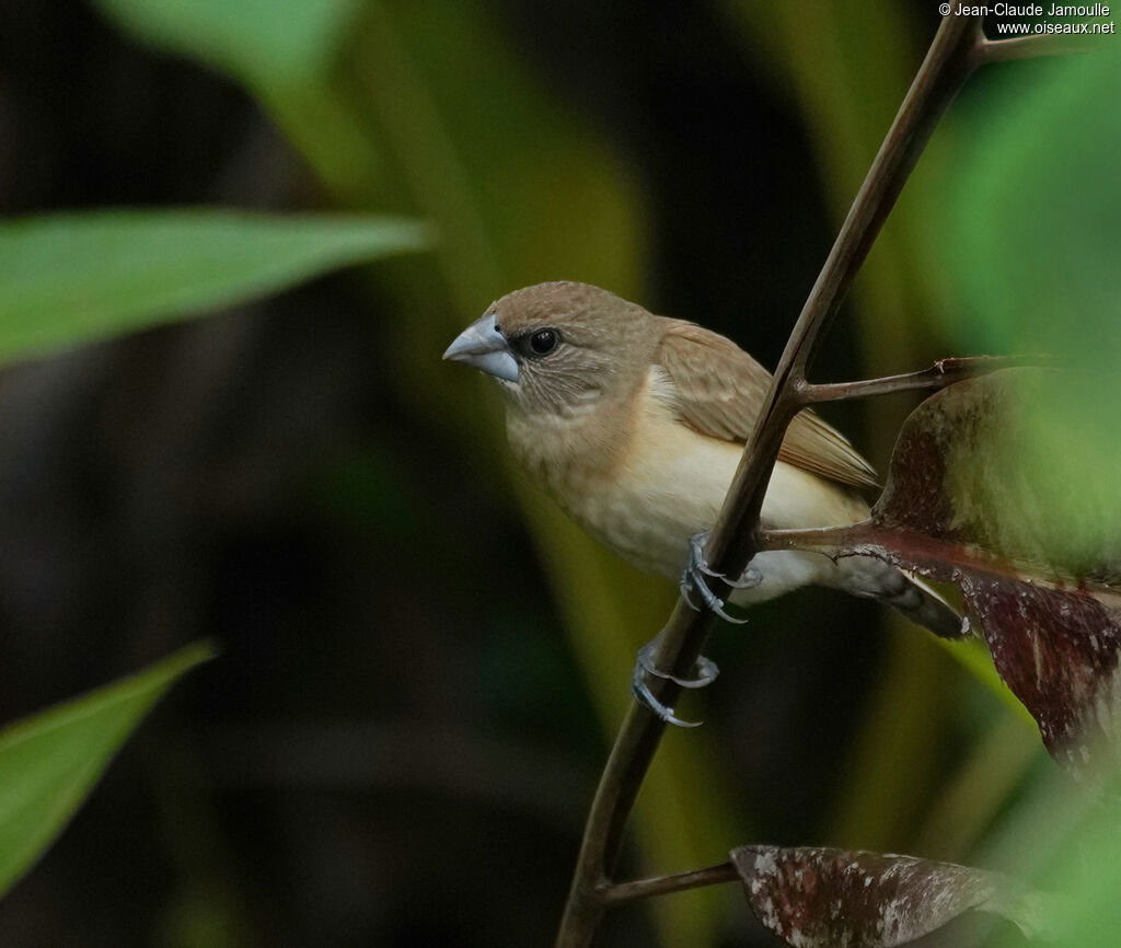 Capucin donacoleimmature