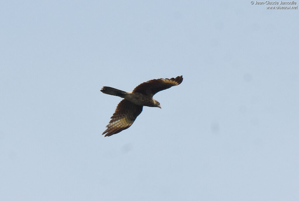 Caracara à tête jaune