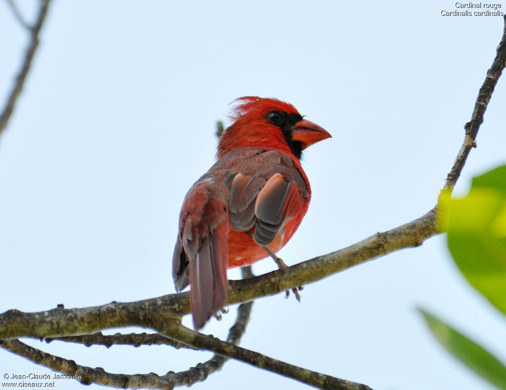 Cardinal rouge mâle adulte