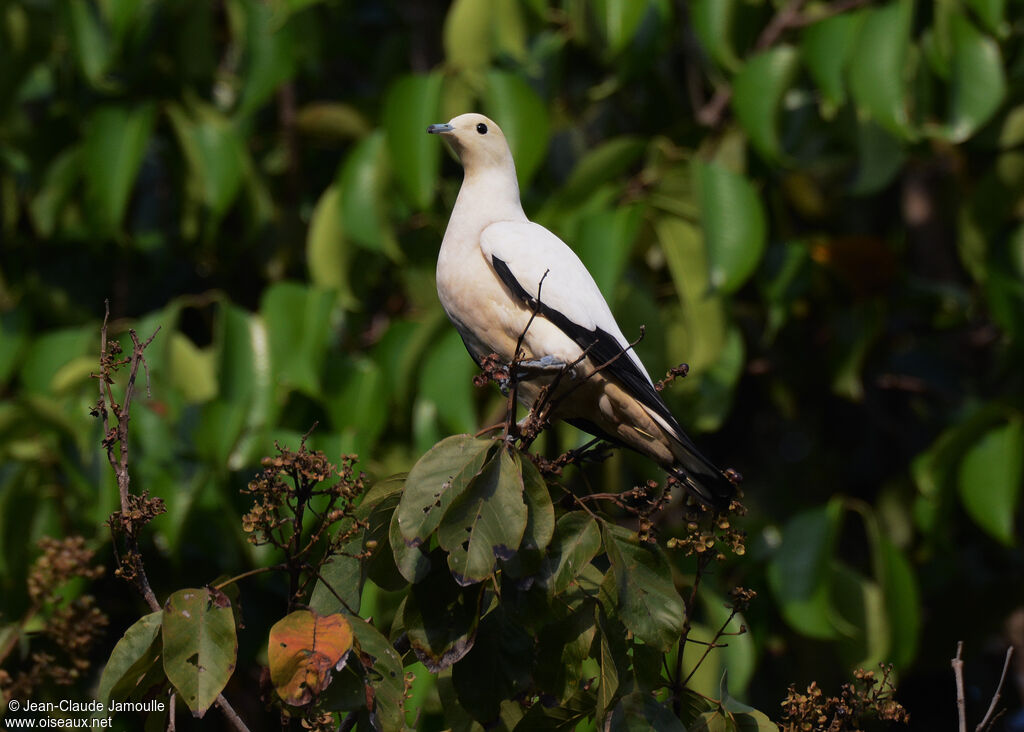 Pied Imperial Pigeon, identification, feeding habits