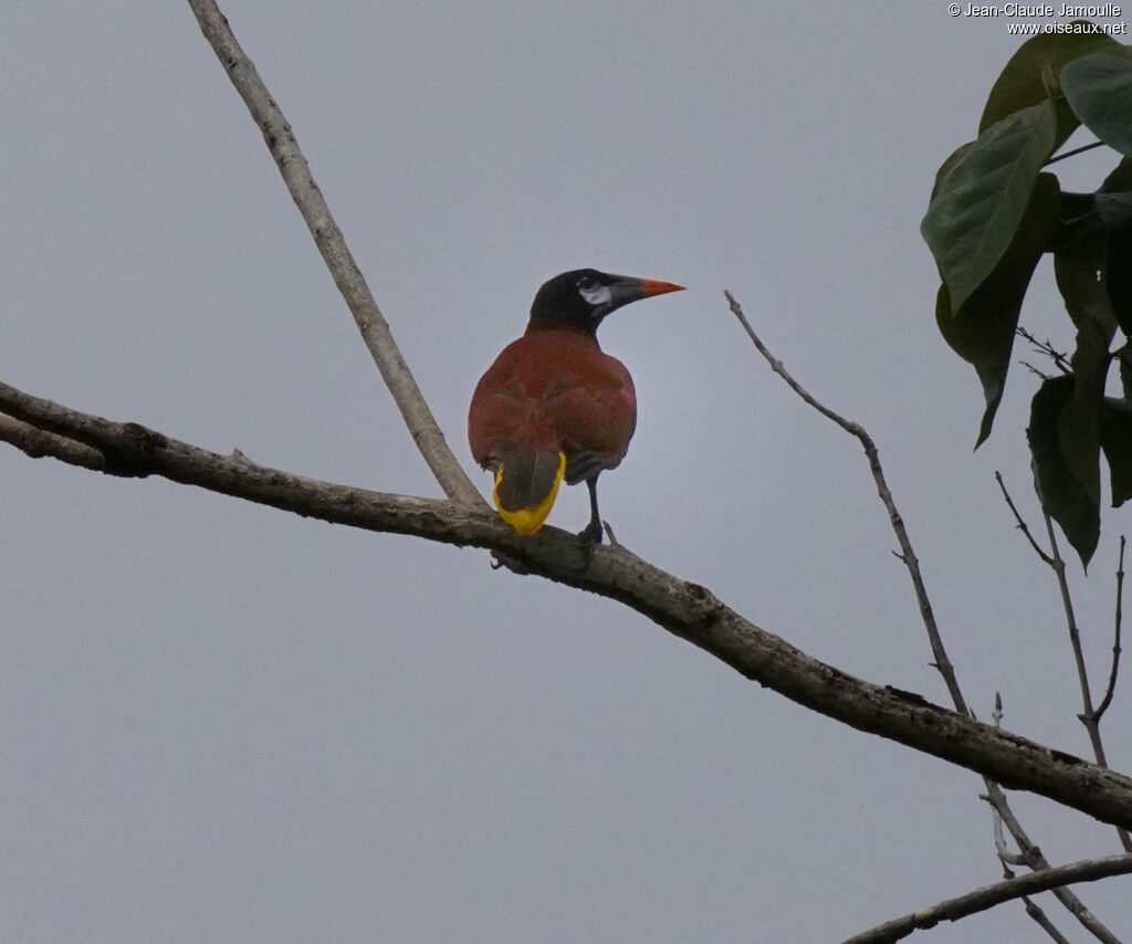 Cassique de Montezuma