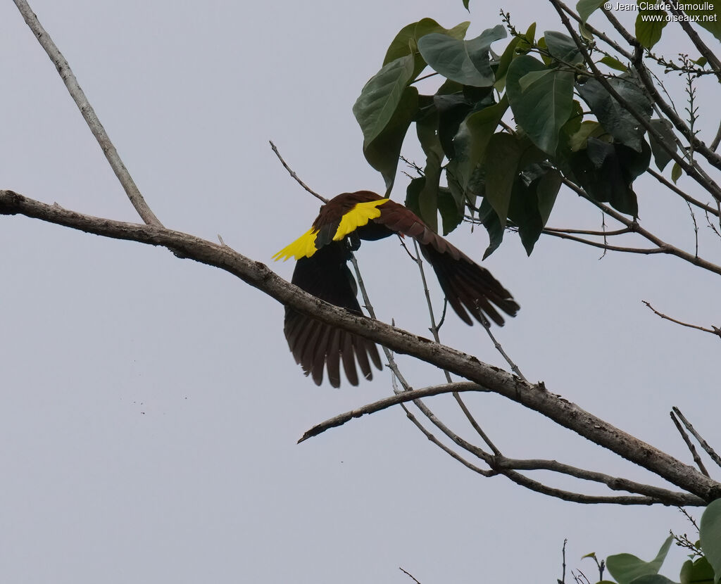Cassique de Montezumaadulte, Vol