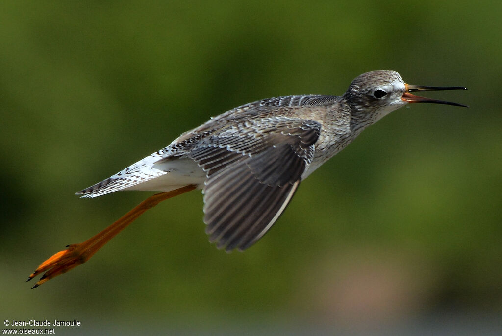 Lesser Yellowlegs, Flight, Behaviour