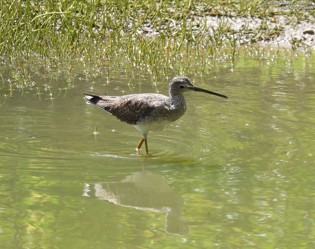 Chevalier criard - Grand Chevalier<br />adulte