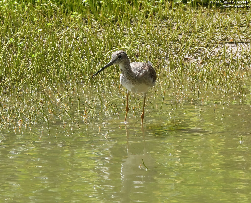 Chevalier criard - Grand Chevalier<br />adulte