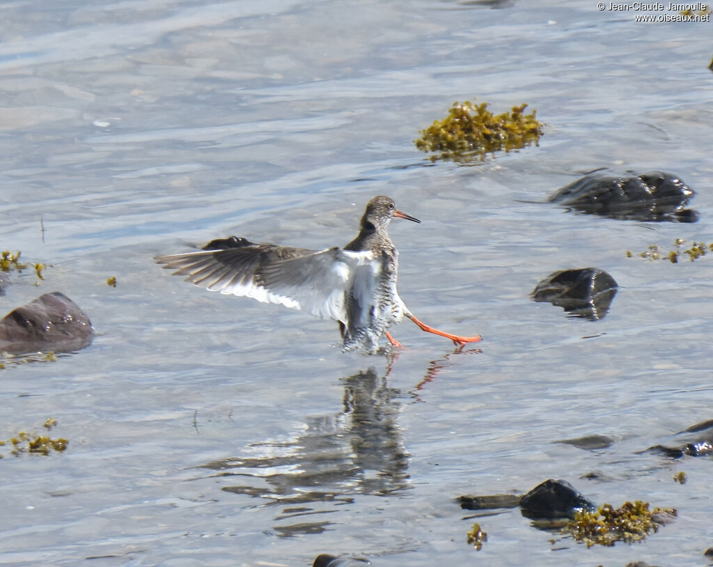 Common Redshankadult