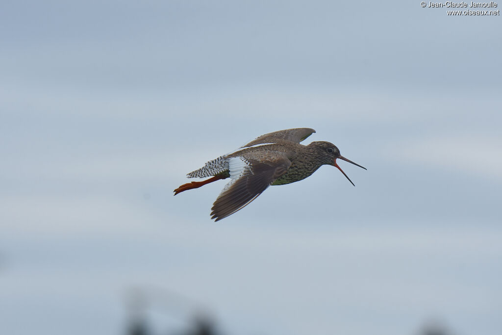 Common Redshank