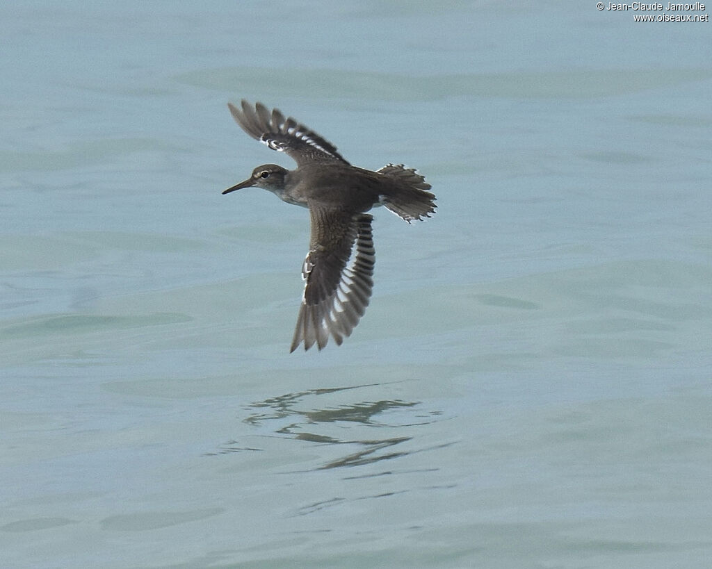 Spotted Sandpiper