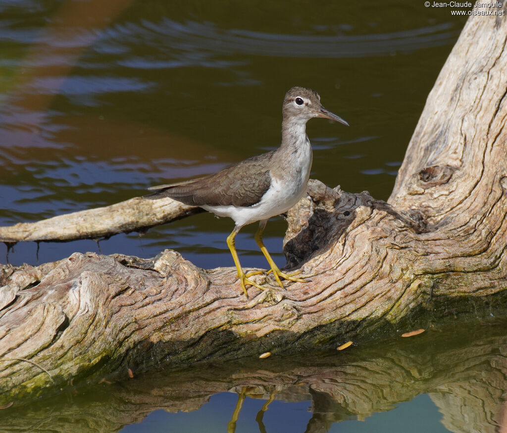 Chevalier griveléadulte, marche