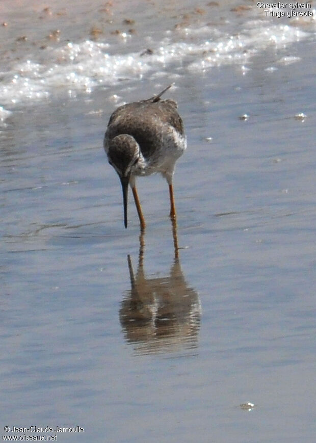 Wood Sandpiper, Behaviour