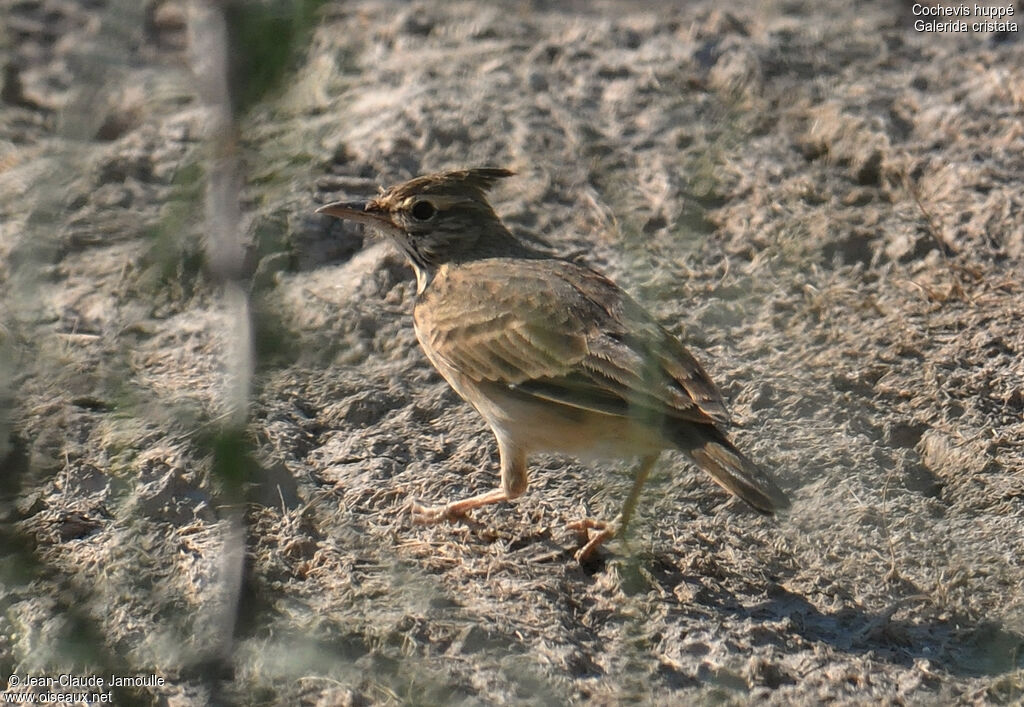 Cochevis huppé