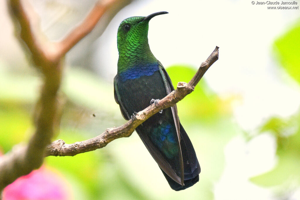 Green-throated Carib