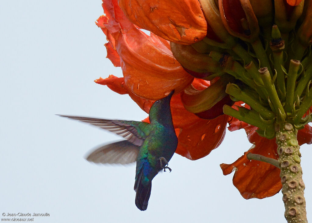 Green-throated Carib