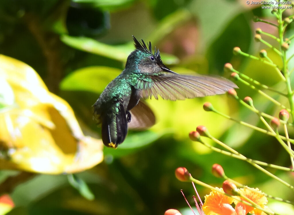 Colibri huppé