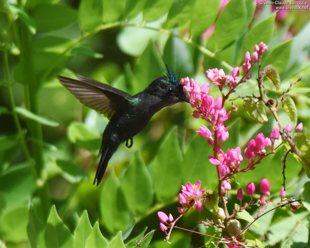 Antillean Crested Hummingbird