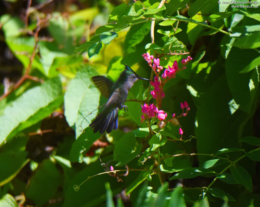 Colibri huppé