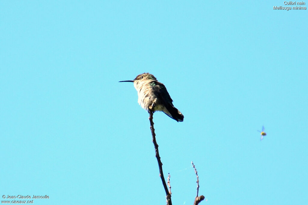 Vervain Hummingbird