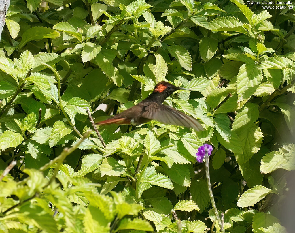 Colibri rubis-topaze mâle adulte