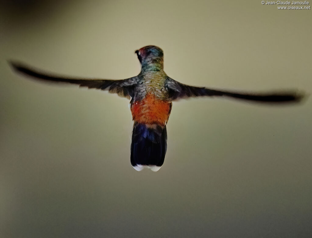 Colibri rubis-topaze femelle adulte