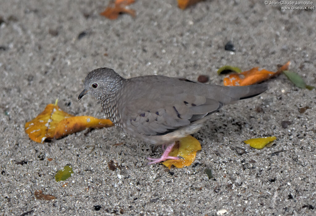 Common Ground Dove