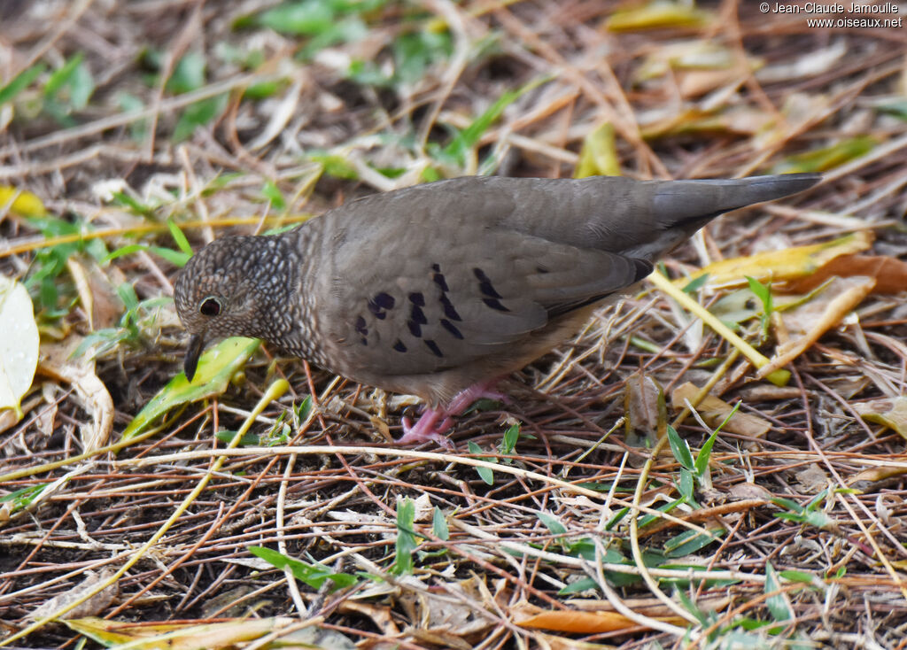 Common Ground Dove