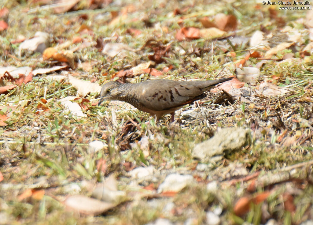 Common Ground Dove