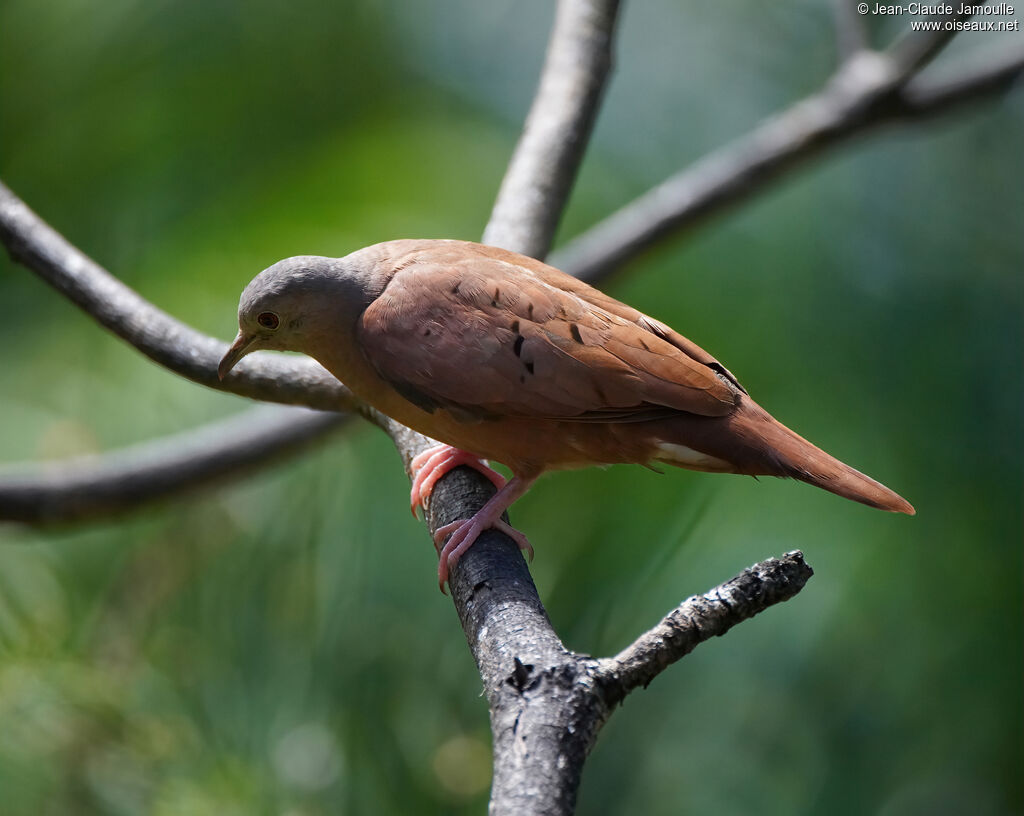 Colombe rousseadulte