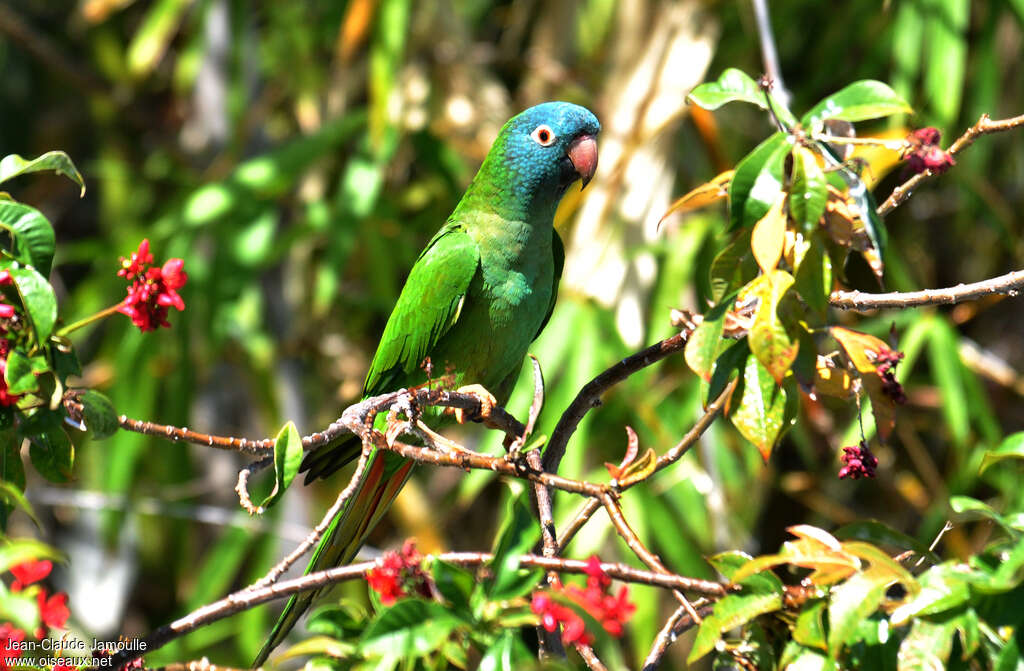 Conure à tête bleueadulte, identification