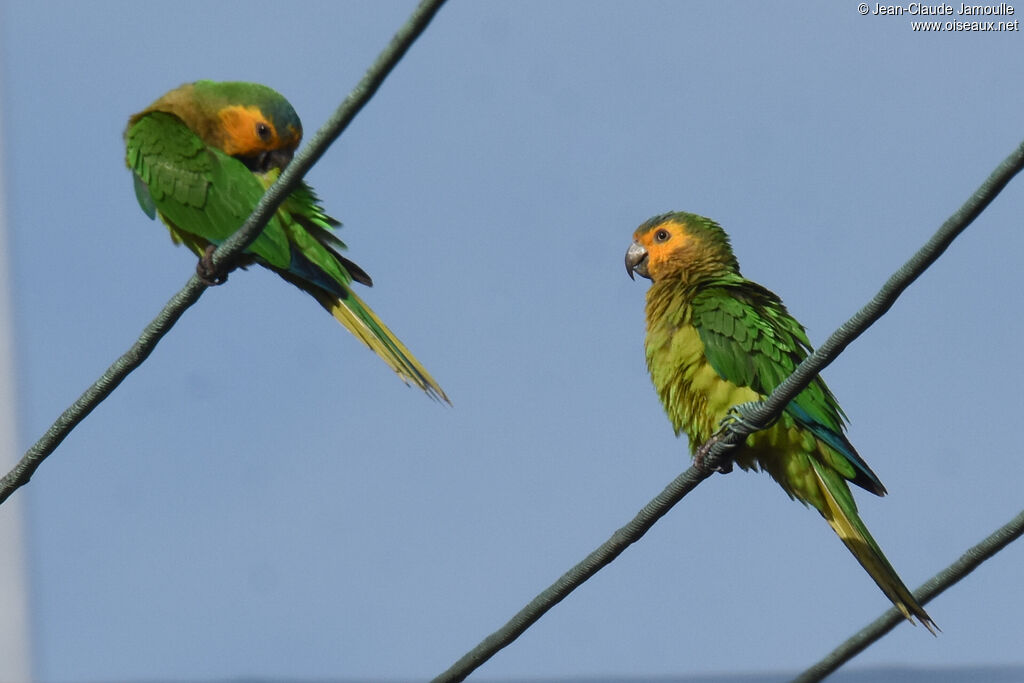 Brown-throated Parakeet