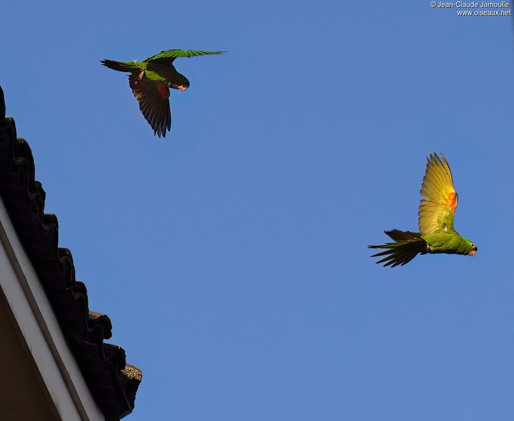 Conure de Finschadulte, Vol