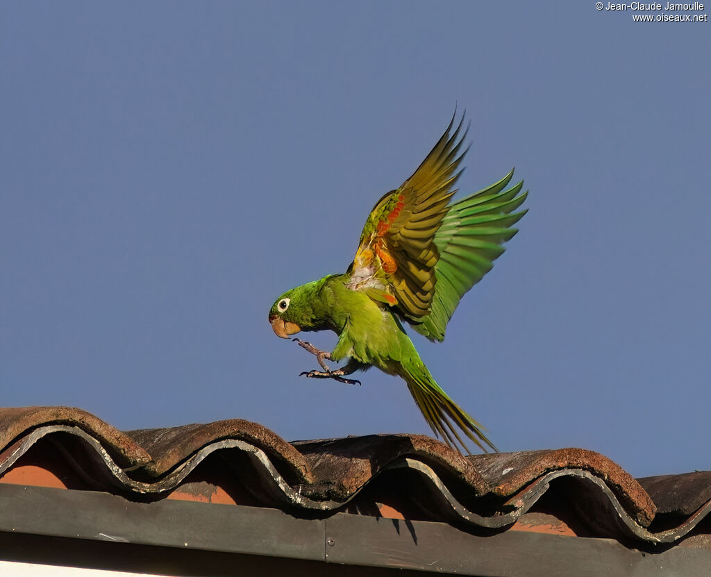Conure de Finschadulte, Vol