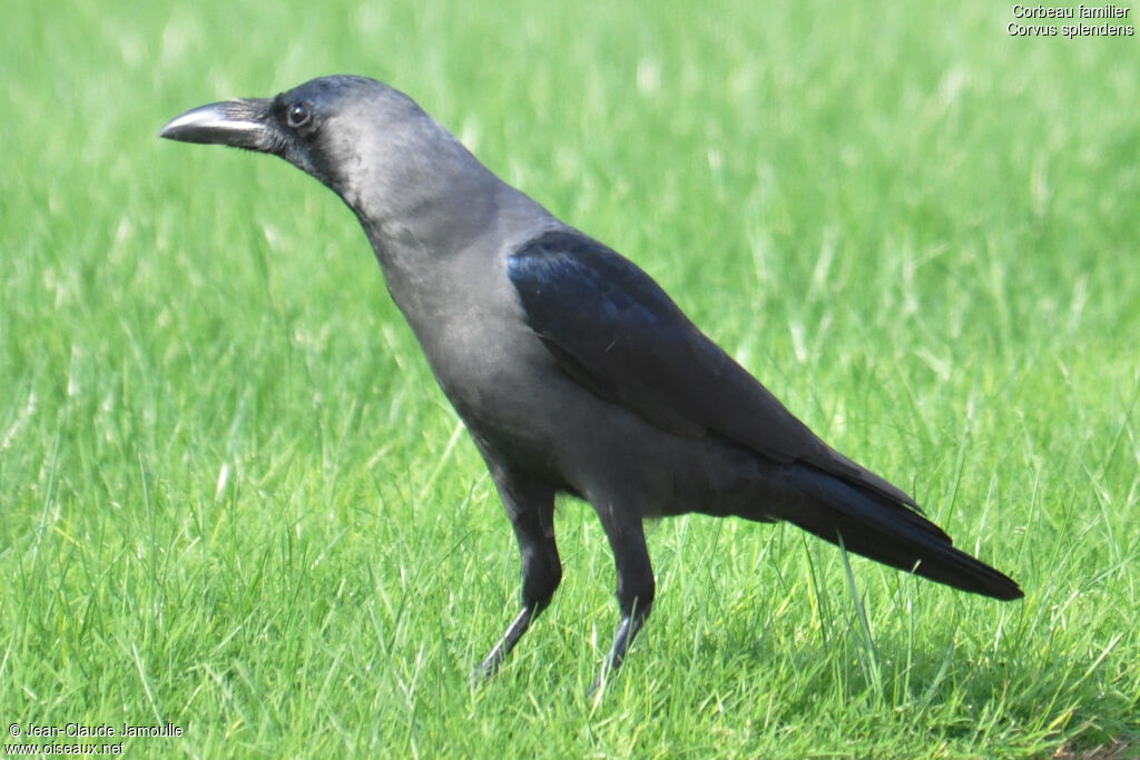 Corbeau familier