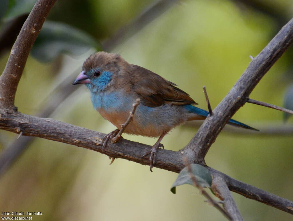 Red-cheeked Cordon-bleu female adult