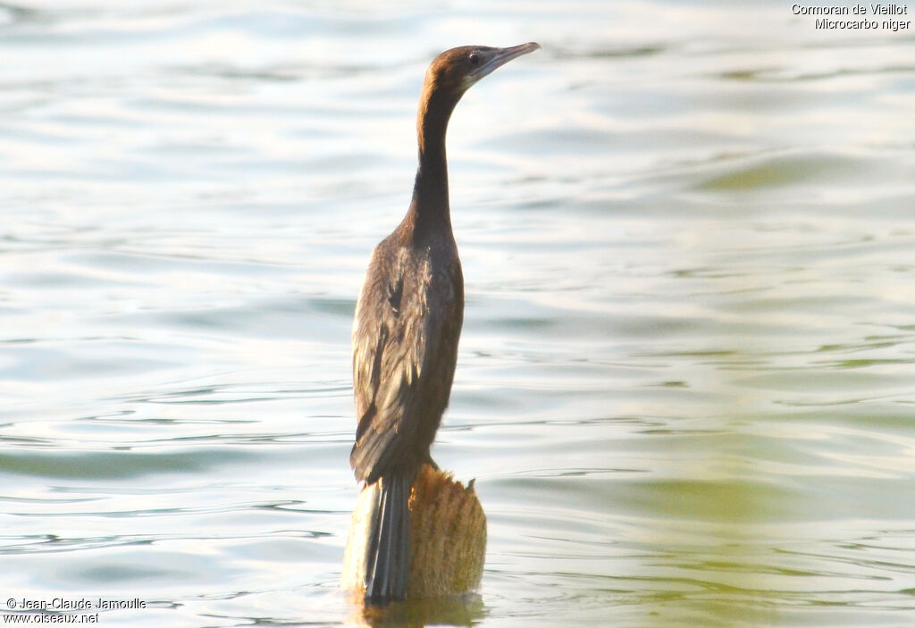 Little Cormorantjuvenile