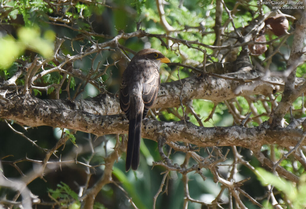 Yellow-billed Shrike