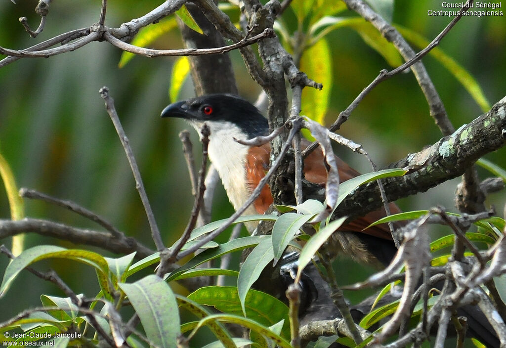 Senegal Coucal, Behaviour