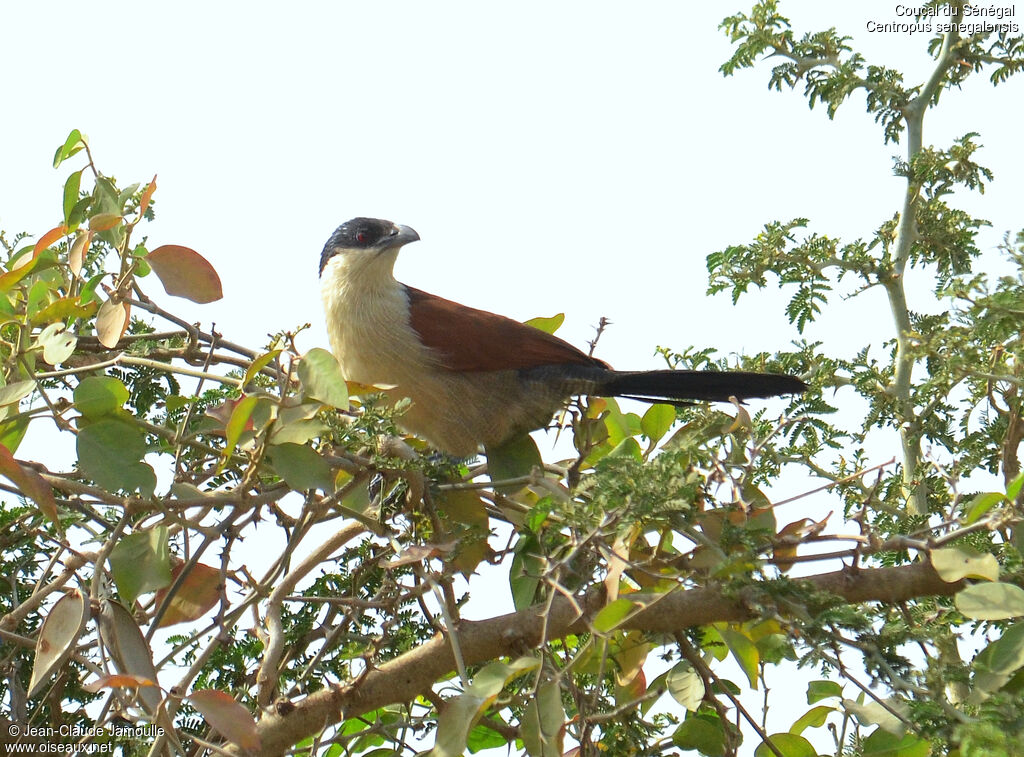 Senegal Coucal, Behaviour
